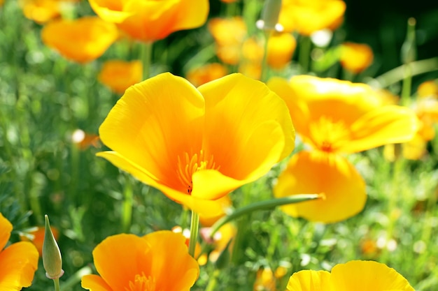 Belles fleurs poussant dans le jardin