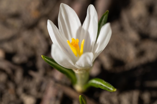 De belles fleurs poussent au printemps