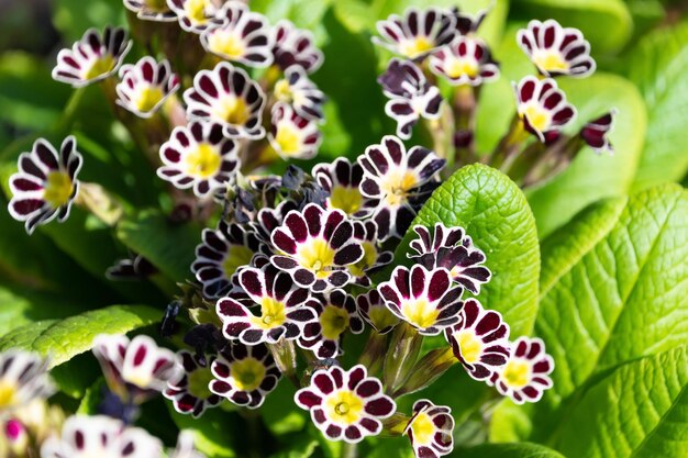 Photo de belles fleurs de primula elatior en dentelle argentée noire dans le jardin en gros plan