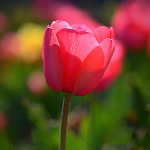 Belles fleurs printanières délicates tulipes Couleurs pastel et fond naturel coloré Gros plan de fleurs Nature concept pour le printemps