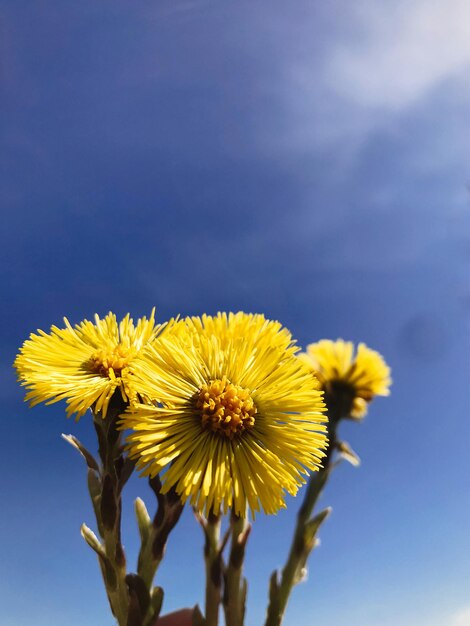 Belles fleurs printanières jaunes contre un ciel bleu ensoleillé Bleu et jaune