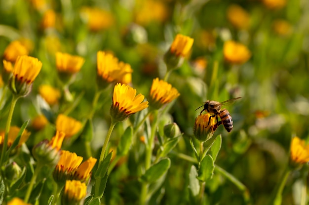 Belles fleurs printanières de printemps ; Calendula arvensis