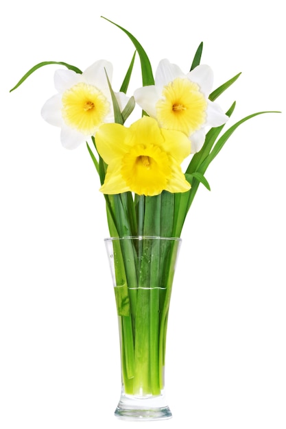 Photo belles fleurs printanières en vase : jaune-blanc, narcisse orange (jonquille). isolé sur blanc.