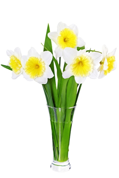 Belles fleurs printanières en vase : narcisse jaune-blanc (jonquille). Isolé sur blanc.