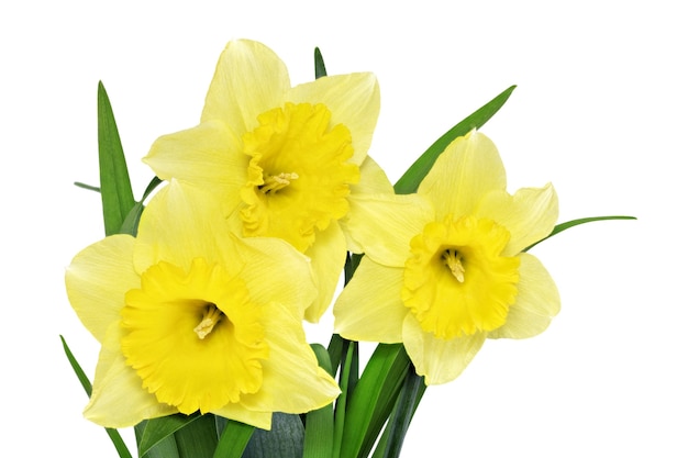 Belles fleurs printanières en vase : narcisse jaune (jonquille). Isolé sur blanc.