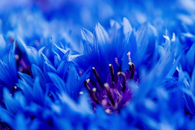 Belles fleurs de printemps Bleu Centaurea cyanus sur fond. Motif de fleurs bleues. Macrophotographie.