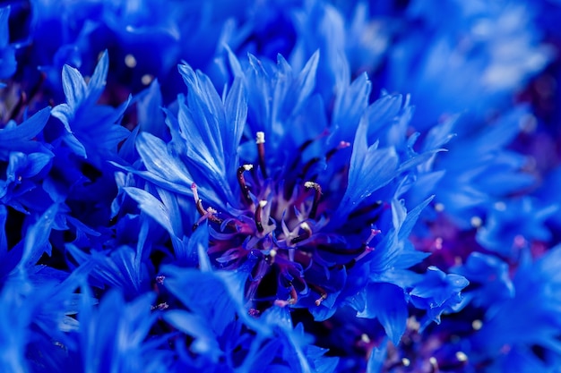 Belles fleurs de printemps Bleu Centaurea cyanus sur fond. Motif de fleurs bleues. Macrophotographie.