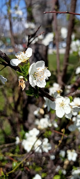 Belles fleurs de printemps sur la branche d'arbre photo