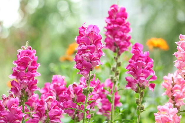 Belles fleurs de printemps dans le jardin aux beaux jours