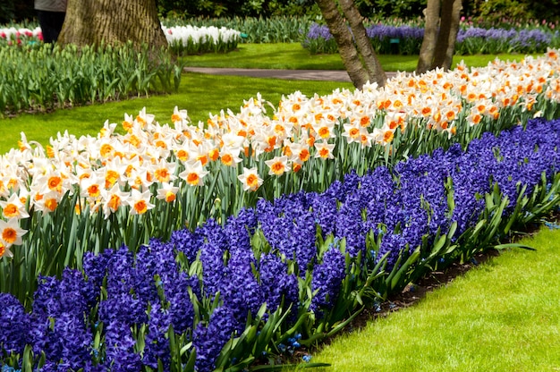 Belles fleurs de printemps dans le parc Keukenhof aux Pays-Bas (Hollande)