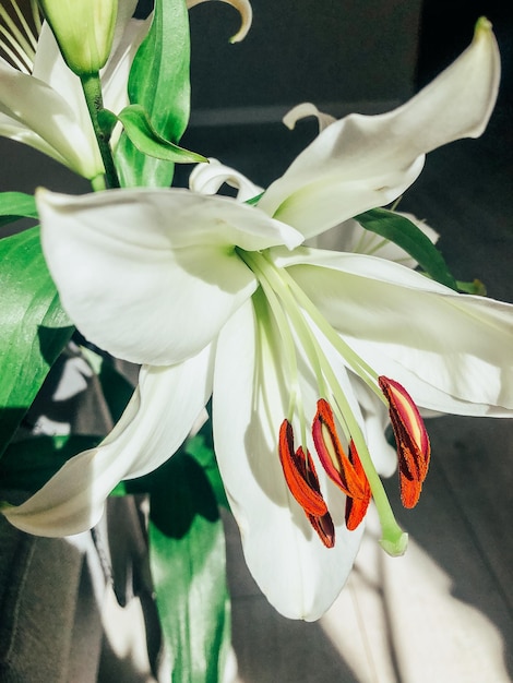 Photo belles fleurs de printemps avec des feuilles vertes agrandi