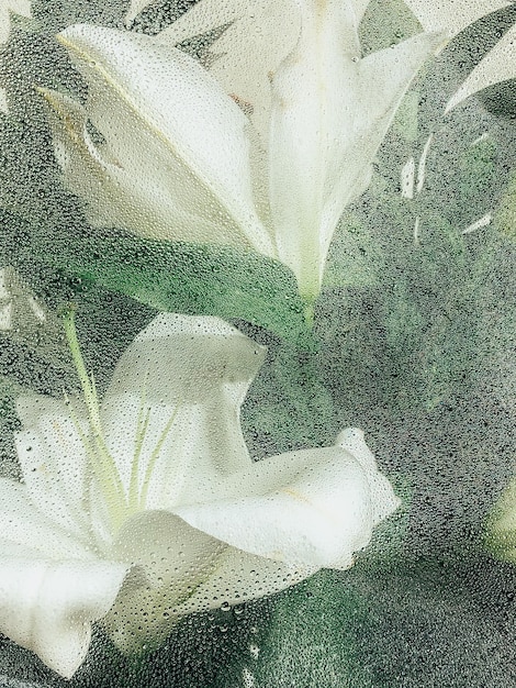 Photo belles fleurs de printemps avec des feuilles vertes agrandi