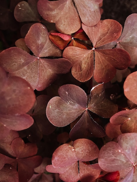 Belles fleurs de printemps avec des feuilles vertes agrandi