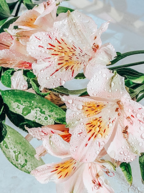 Photo belles fleurs de printemps avec des feuilles vertes agrandi