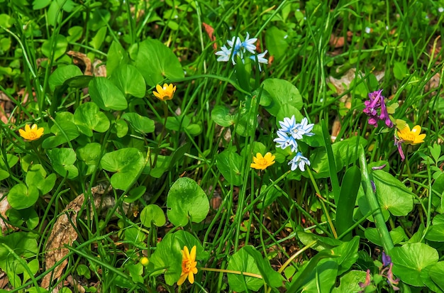 Belles fleurs de printemps Fleurs bleues blanches de Puschkinia scilloides Fleurs de la famille des asperges