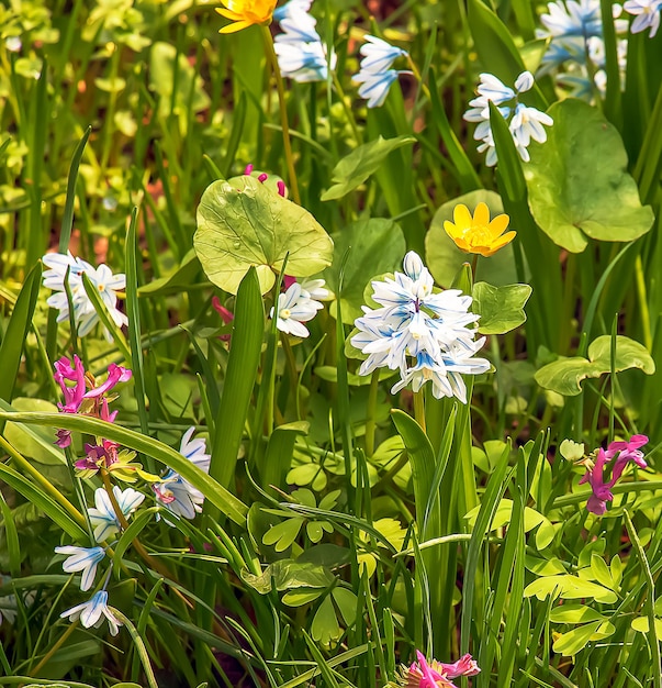 Belles fleurs de printemps Fleurs bleues blanches de Puschkinia scilloides Fleurs de la famille des asperges