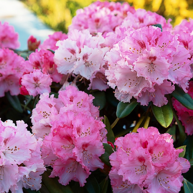 Belles fleurs de printemps lumineuses et colorées en rose.