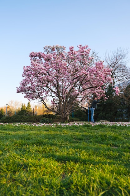 Belles fleurs de printemps de magnolia au parc