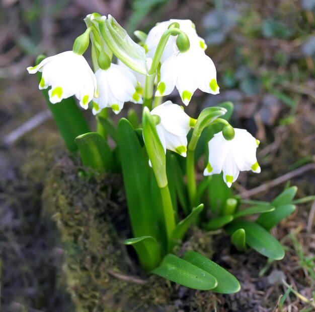 Belles fleurs de printemps de perce-neige