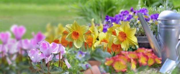 Belles fleurs de printemps qui fleurissent dans un jardin avec équipement de jardin en herbe