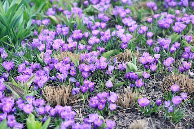 Belles fleurs de printemps