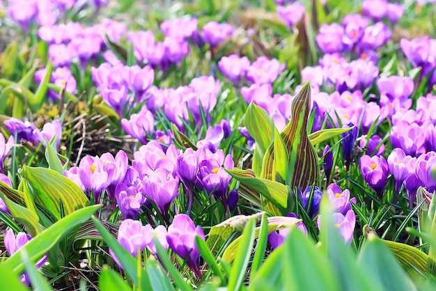 Belles fleurs de printemps