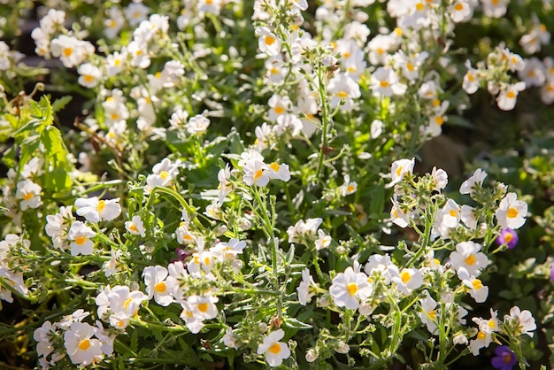 Belles fleurs de printemps