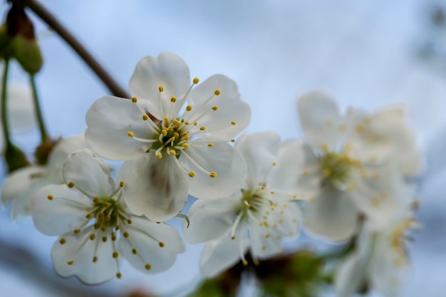 Belles fleurs de prunier blanc (Prunus domestica), contre un ciel bleu. Macro. Fermer.