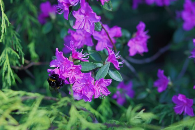 Belles fleurs qui fleurissent au printemps. Fleurs violettes dans le jardin. Fleurs de printemps