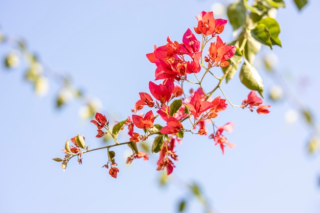 Belles fleurs qui fleurissent au printemps