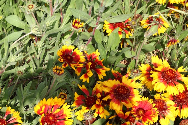 Belles fleurs qui fleurissent dans le jardin Bodrum Turquie