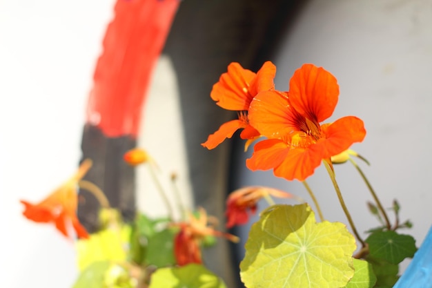 Belles fleurs qui fleurissent dans le jardin Bodrum Turquie