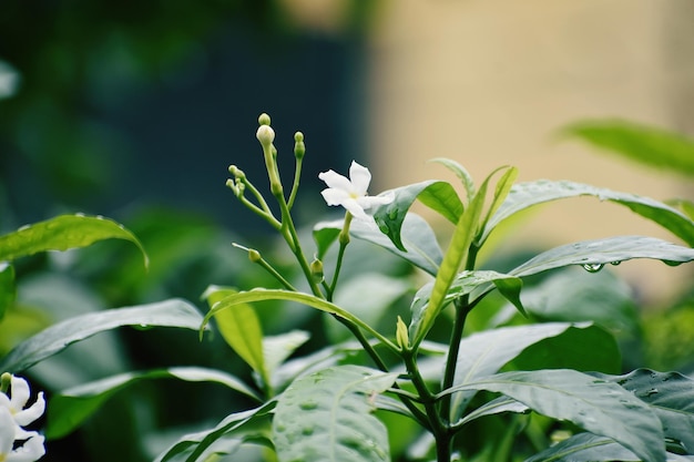 Les belles fleurs qui s'épanouissent dans le jardin fascinent le spectateur