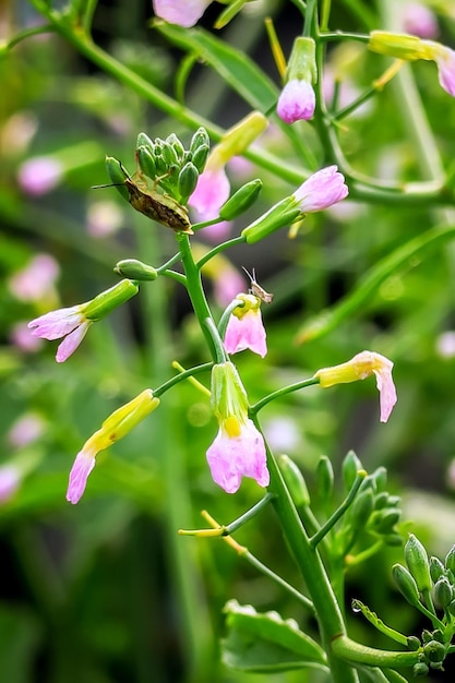 de belles fleurs de radis rose fleurissent au printemps sur un potager. concept de culture de radis