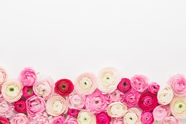 Photo belles fleurs de renoncule colorées sur blanc