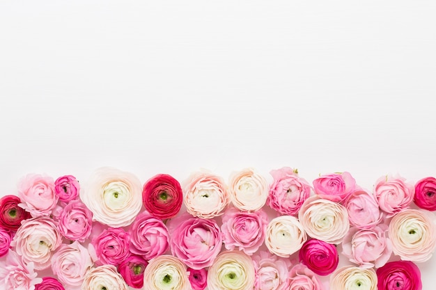 Photo belles fleurs de renoncule colorées isolées