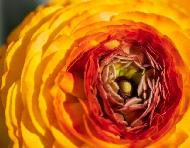 Belles fleurs de renoncule jaune orange Ranunculus gros plan