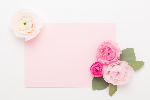 Belles fleurs de renoncules colorées sur fond blanc. Carte de voeux de papier vierge