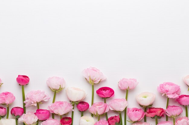 Belles fleurs de renoncules colorées sur fond blanc. Carte de voeux Saint Valentin.