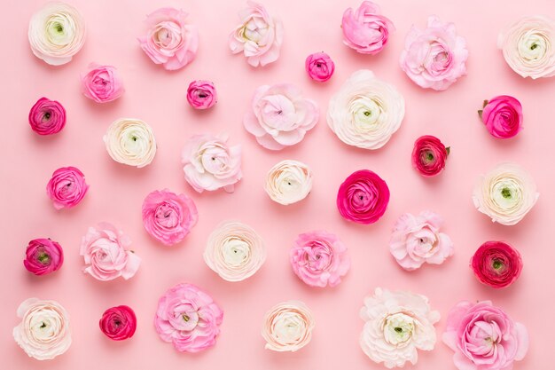 Photo belles fleurs de renoncules colorées sur une table rose