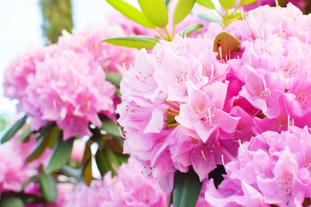 Belles fleurs de rhododendrons roses délicates dans le parc. Floraison printanière