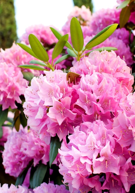 Belles fleurs de rhododendrons roses délicates dans le parc. Floraison printanière