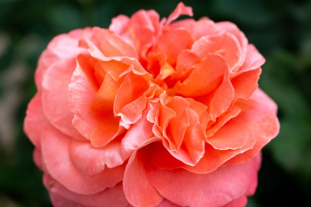 Belles fleurs rose corail bouchent