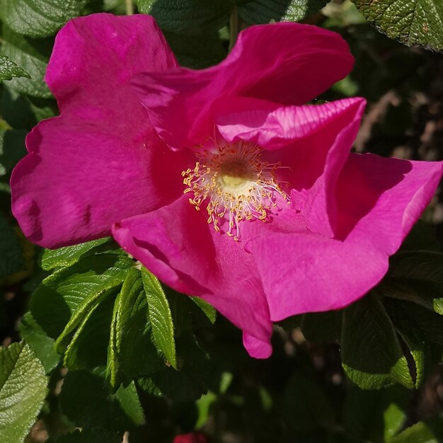 Photo les belles fleurs roses d'un arbuste ornemental