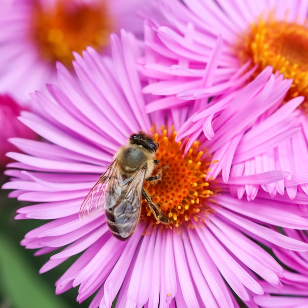 Belles Fleurs Roses D'aster D'automne Avec Une Abeille Dans Le Jardin