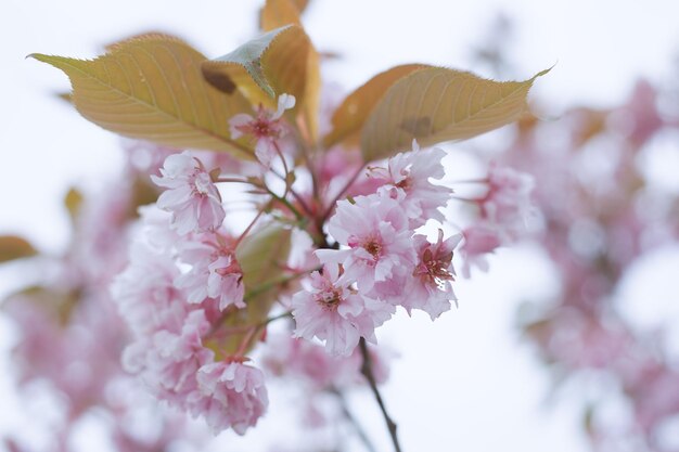 Belles fleurs roses au printemps