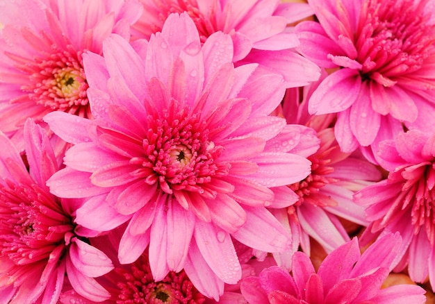 Belles fleurs roses d'automne de chrysanthème