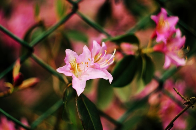 Belles fleurs roses d'azalée dans les jardins botaniques ensoleillés