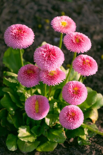 Photo de belles fleurs roses de bellis perennis dans le jardin en gros plan