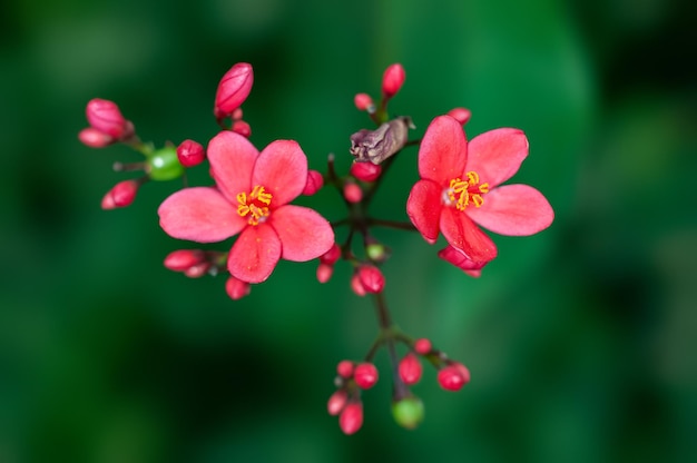 Belles fleurs roses et bourgeons sur une plante